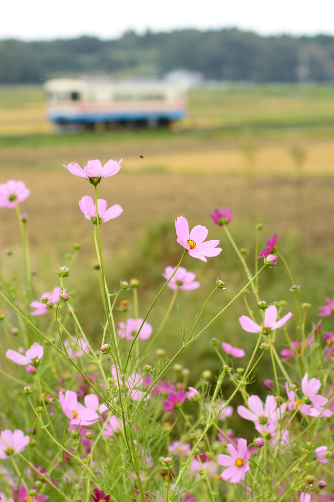 コスモス咲きそろう