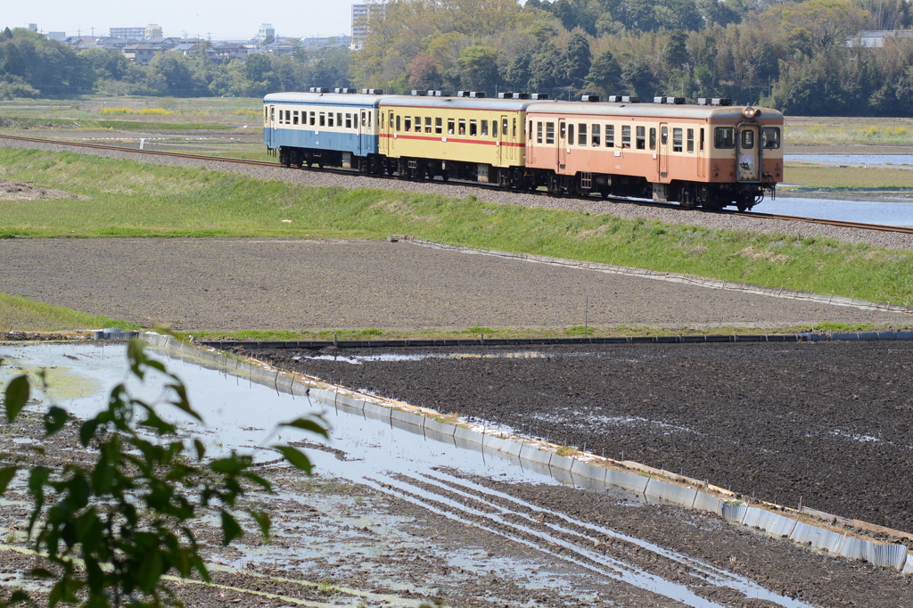 三色の気動車～水田にて～