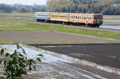 三色の気動車～水田にて～