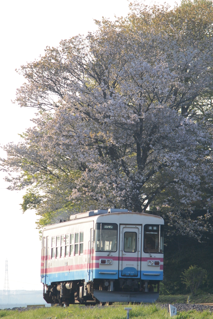 輝く桜