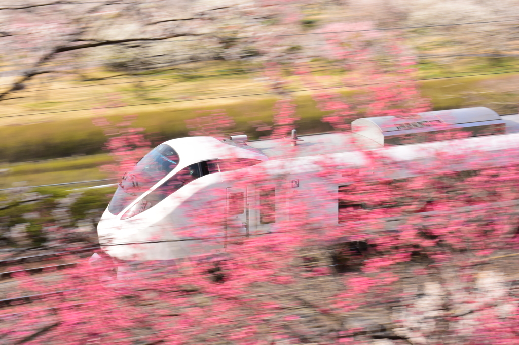 梅の花に囲まれて