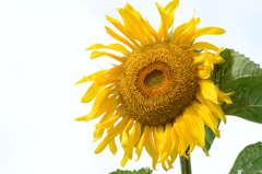 ひまわり咲きました