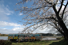 桜の下を行く