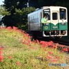 彼岸花咲く駅
