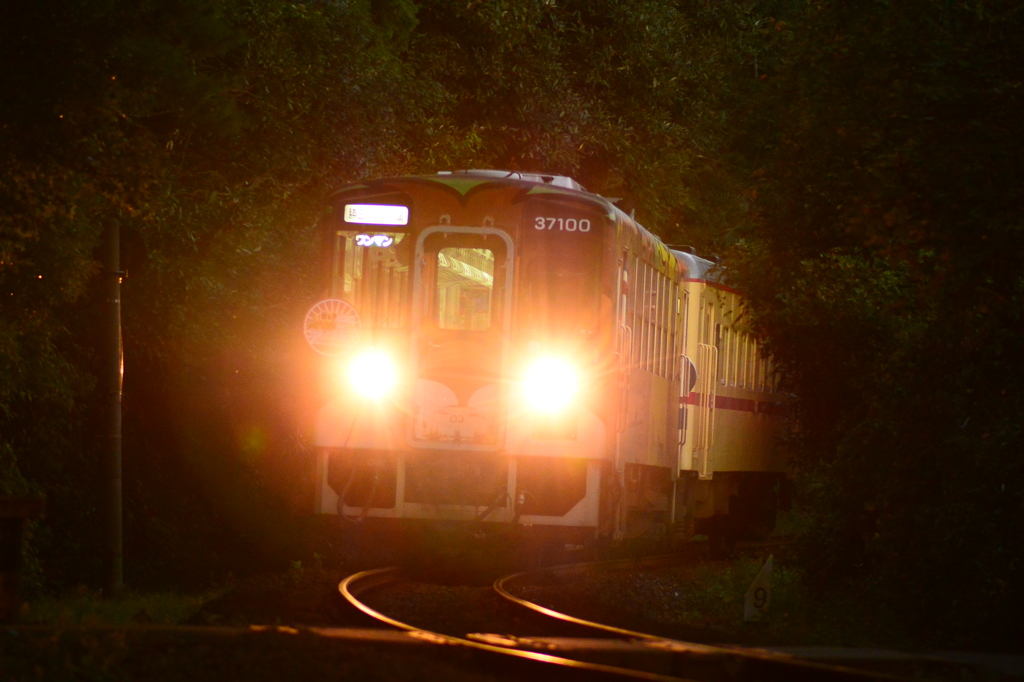 アニマルハイビーム