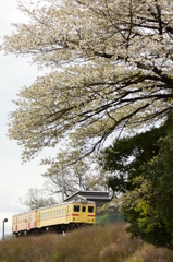 旧型二連桜景