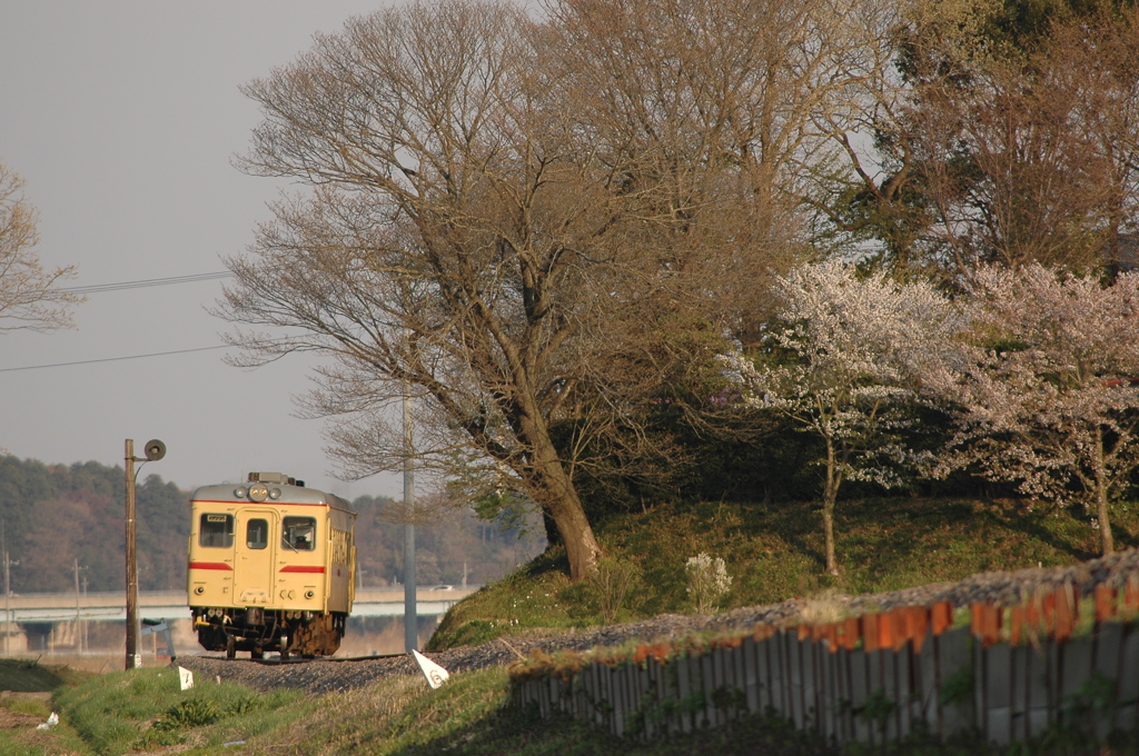 桜咲く築堤
