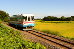 眼下に黄金の海