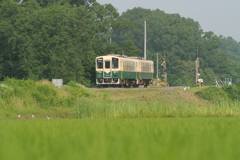 稲の絨毯~曙光の大地編~ 稲の絨毯~曙光の大地編~
