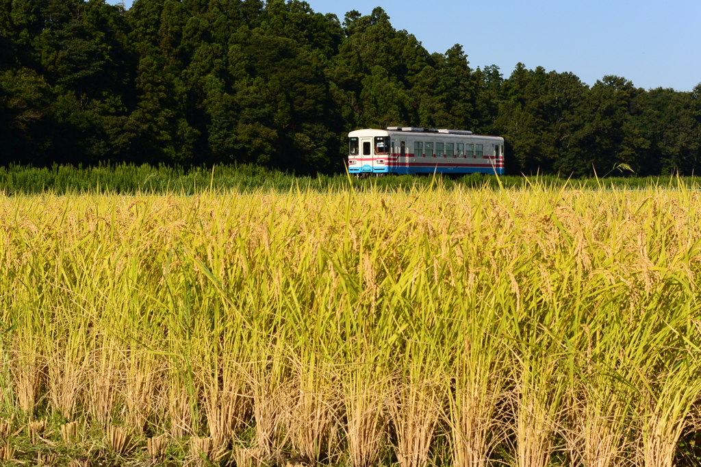 刈り入れの水田