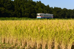 刈り入れの水田