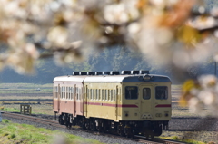 山桜咲く中を
