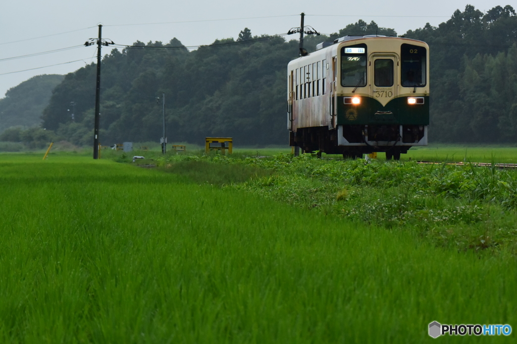 雨の水田