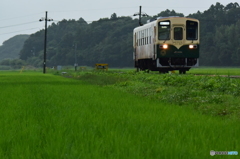 雨の水田