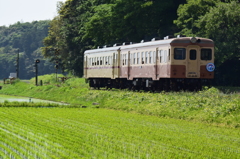 緑濃くなる