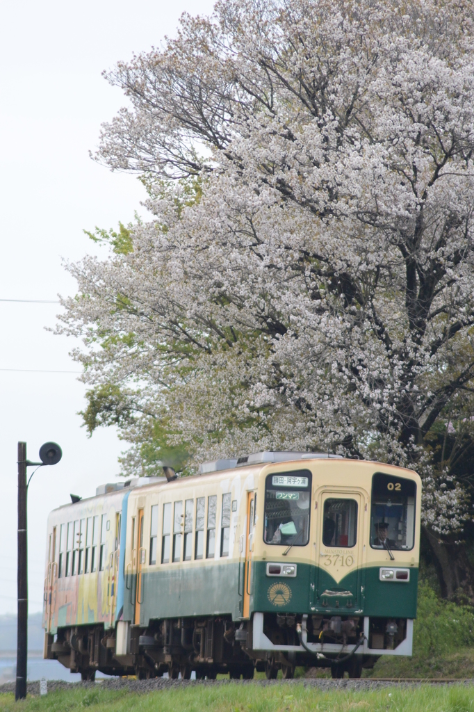 桜の下快走