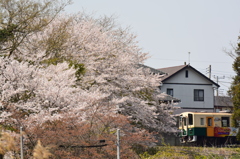 桜咲く風景