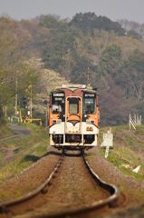 新緑を背景に