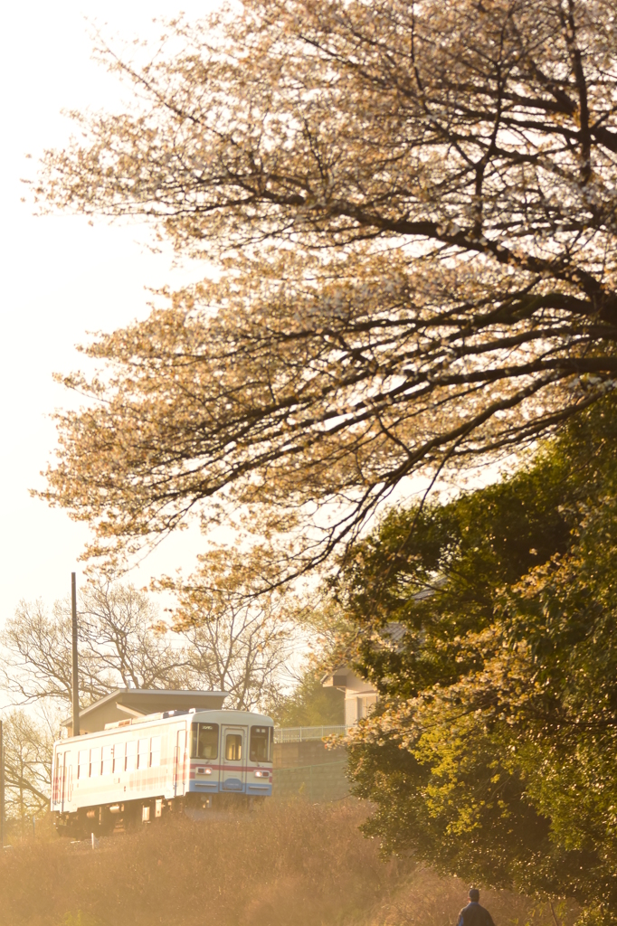 朝日桜