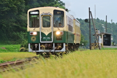 稲刈りを待つ水田