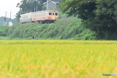 朝の散歩