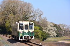 里山の桜(区間便)