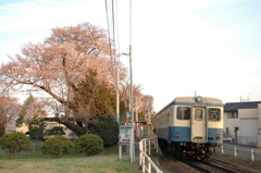 日工前駅の桜２
