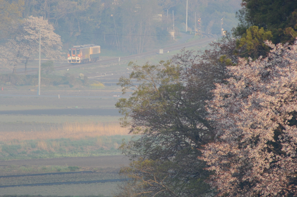 二本の桜