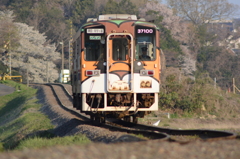 桜咲く丘を下る