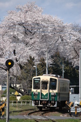 桜満開