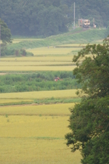 水田地帯俯瞰１