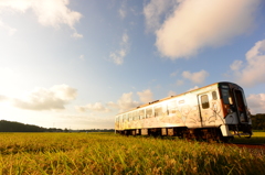 夕日を眺める動物たち