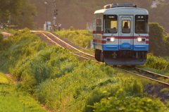 夕陽に輝く