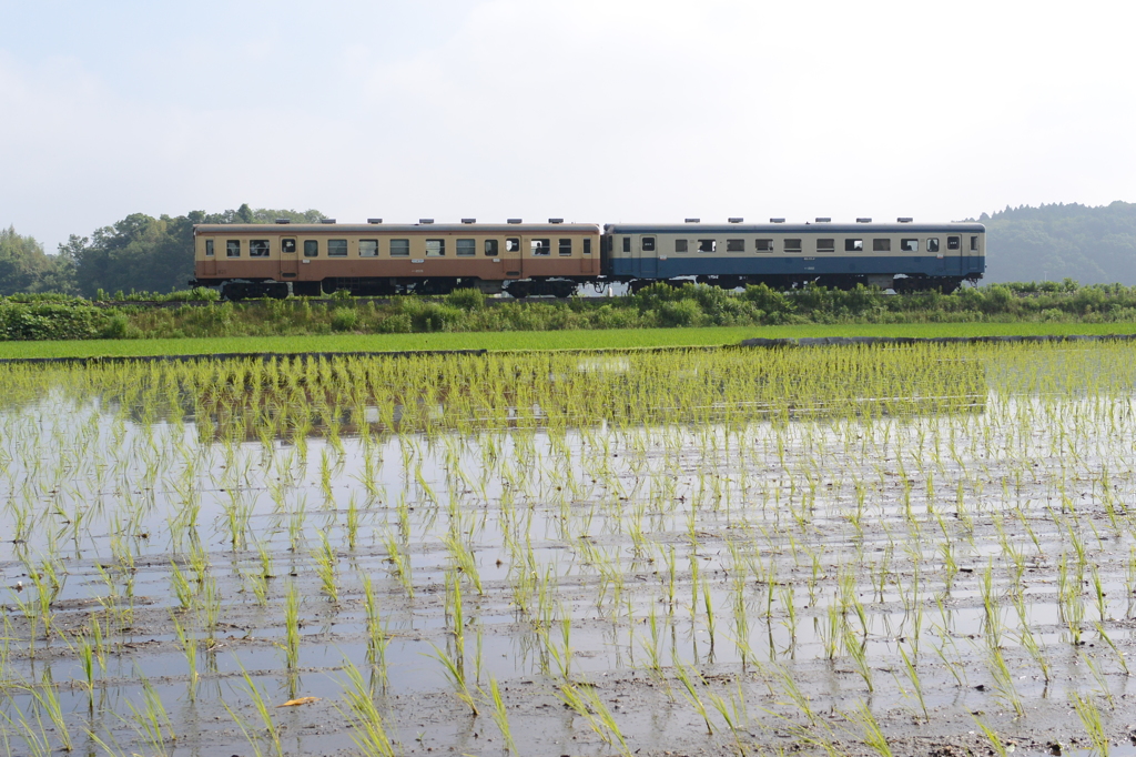 晴れた水田地帯