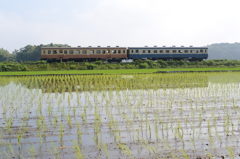 晴れた水田地帯