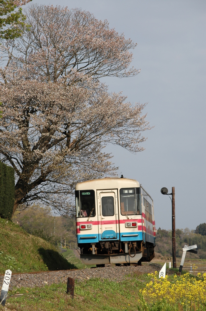 桜とミキ