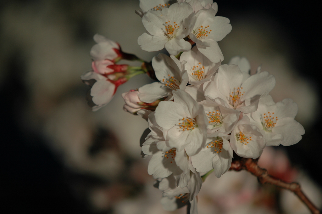 夕暮れに浮かぶ桜