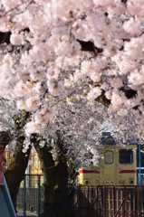 満開の桜からのぞく