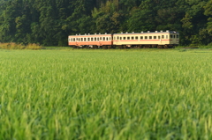 緑の朝