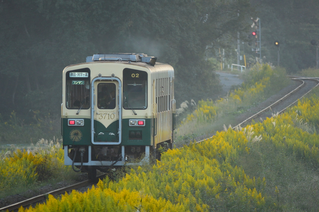 セイタカアワダチソウ