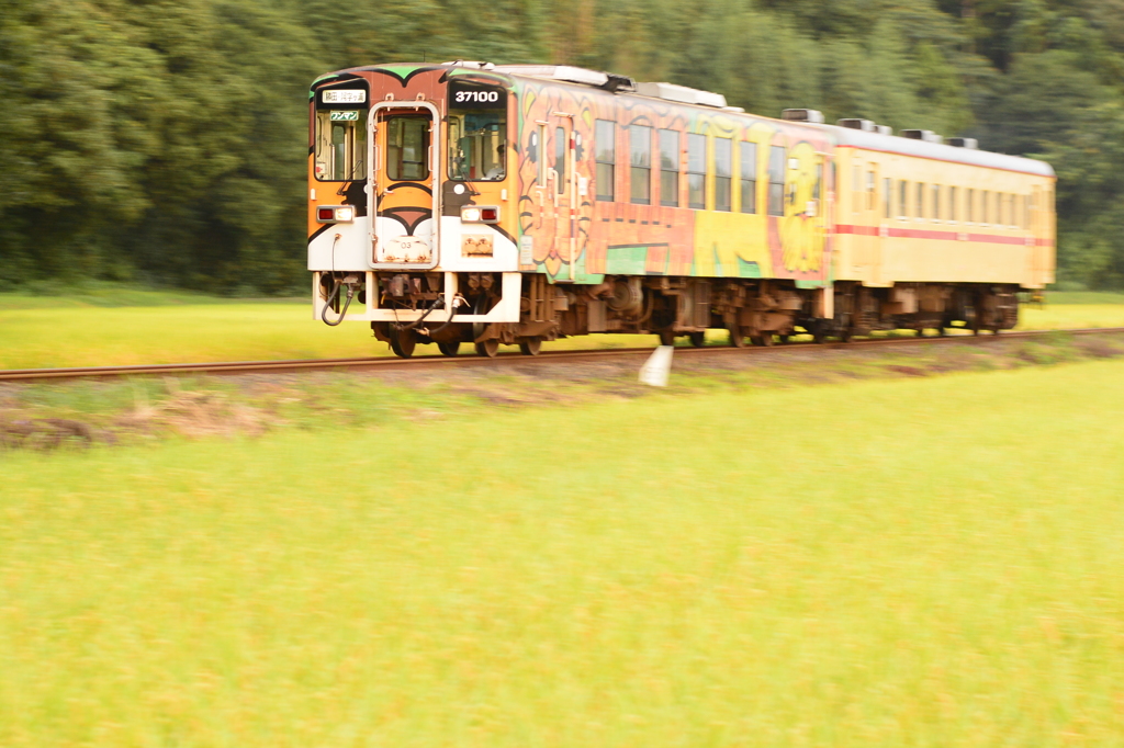 明け方のアニマル