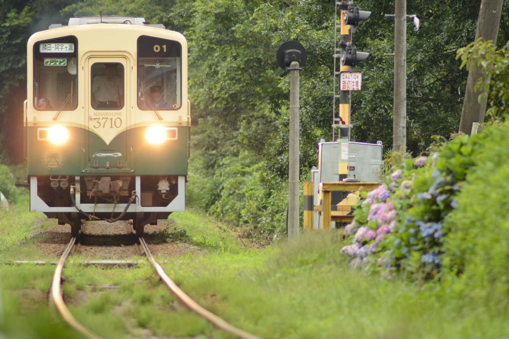 あじさい踏切を行く