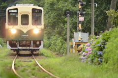 あじさい踏切を行く
