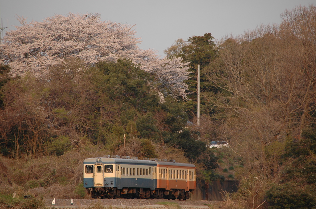 桜咲く林１