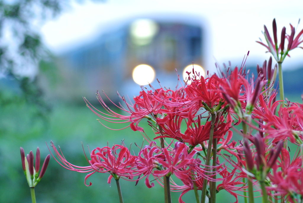 夜明けの彼岸花
