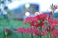 夜明けの彼岸花
