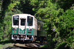山中に咲く藤
