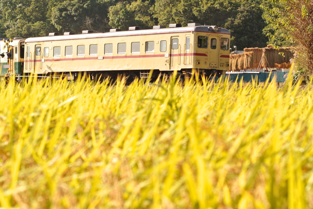 おだがけの水田