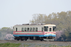 列車の前後に桜