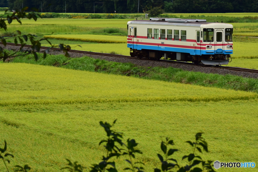 黄金の田園